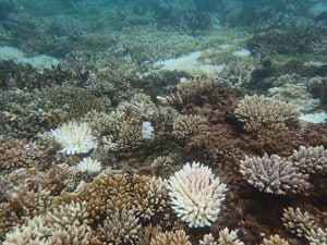 Global Coral Reef Bleaching Event Update - Reef Check